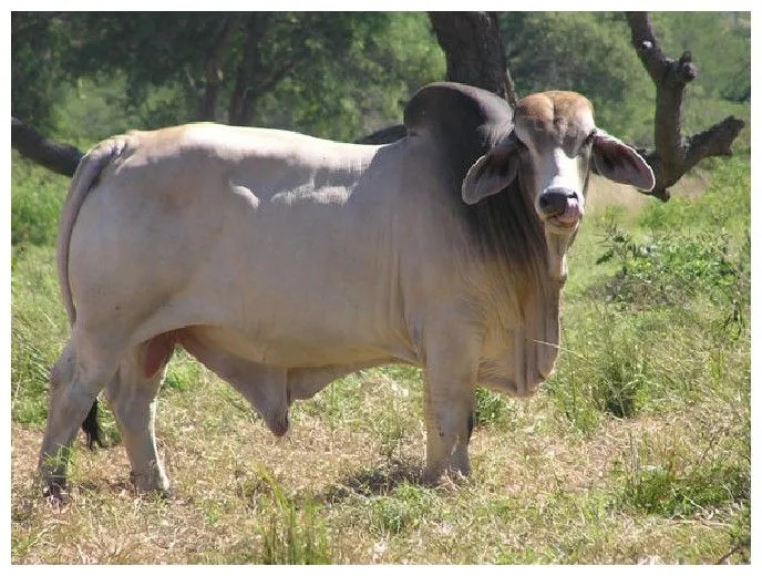 Generalidades de la Ganadería Bovina.: Brahman