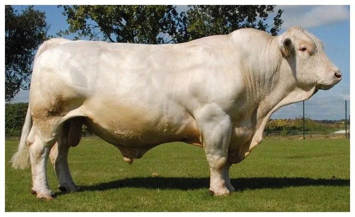 Generalidades de la Ganadería Bovina.: Charolais