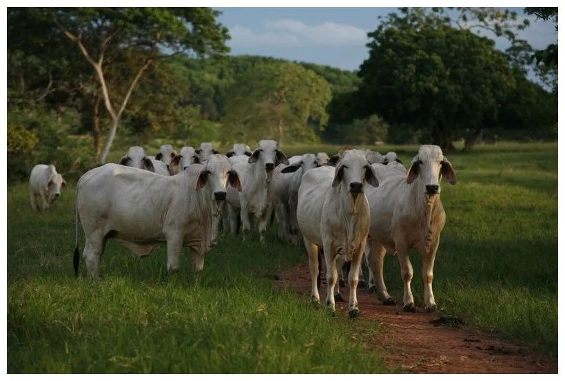 Generalidades de la Ganadería Bovina.: septiembre 2012