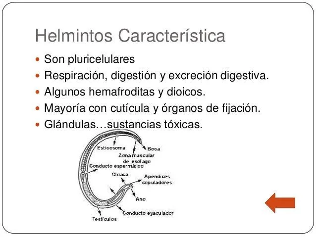 Generalidades sobre parasitología