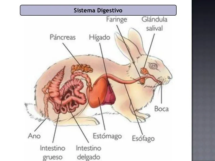 Generalidades y razas de conejos