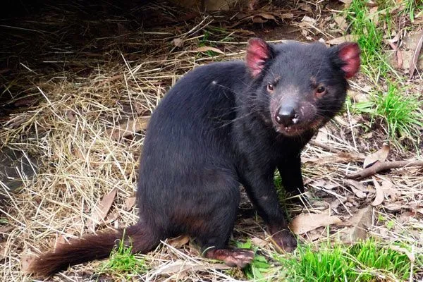 Fotos de el demonio de tasmania - Imagui