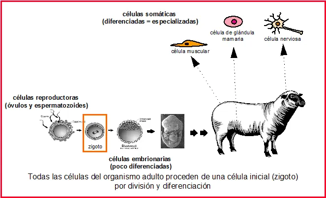 GENÉTICA MODERNA: TÉCNICAS DE MANIPULACIÓN