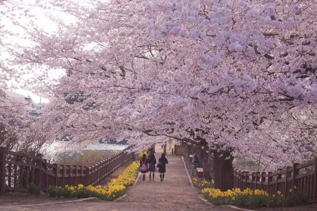 Geografía y Medio Ambiente (Asia-Japón): UNIDAD 3