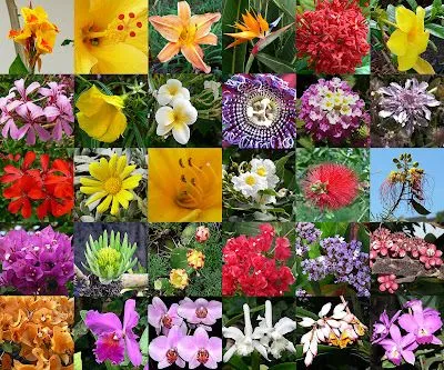 Gerena palmo a palmo: LAS FLORES SON CARAS, ¿O SON CARAS CON FLORES?