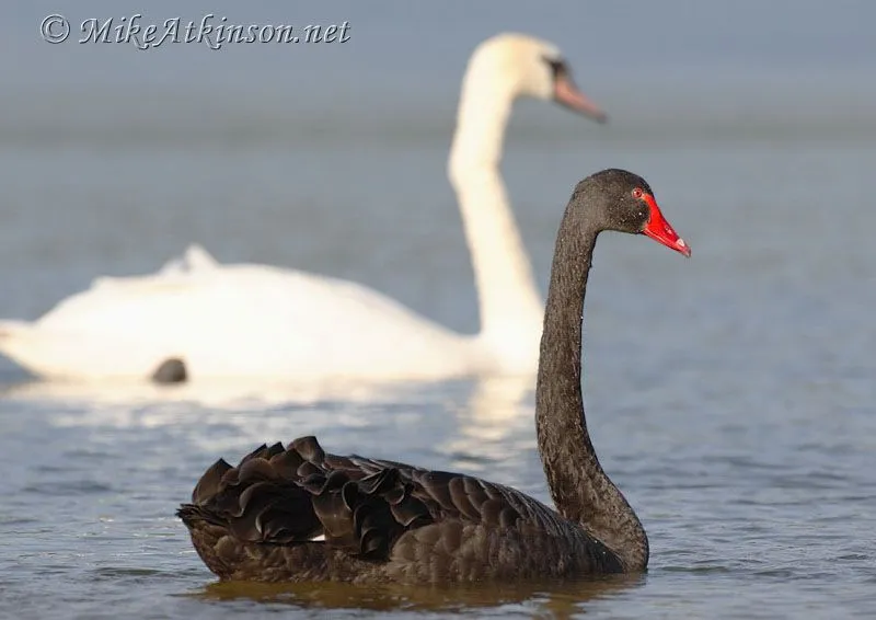 El Gerente De Mediado: Cisnes Negros