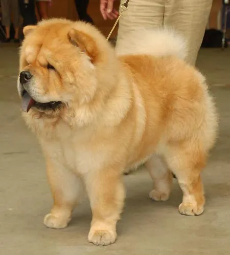 Germany, Altdorf (NetChows.com Chow-Chow Shownews)