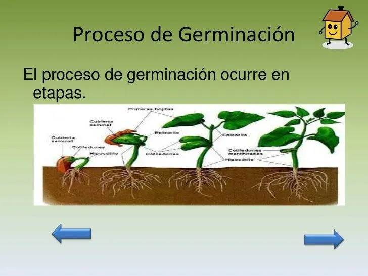 La germinación