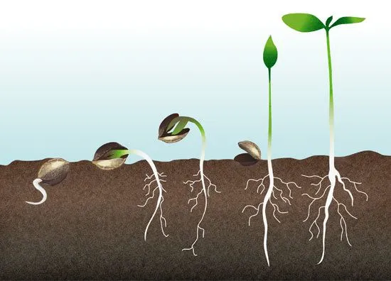 GERMINACIÓN | CANNAUSUARI