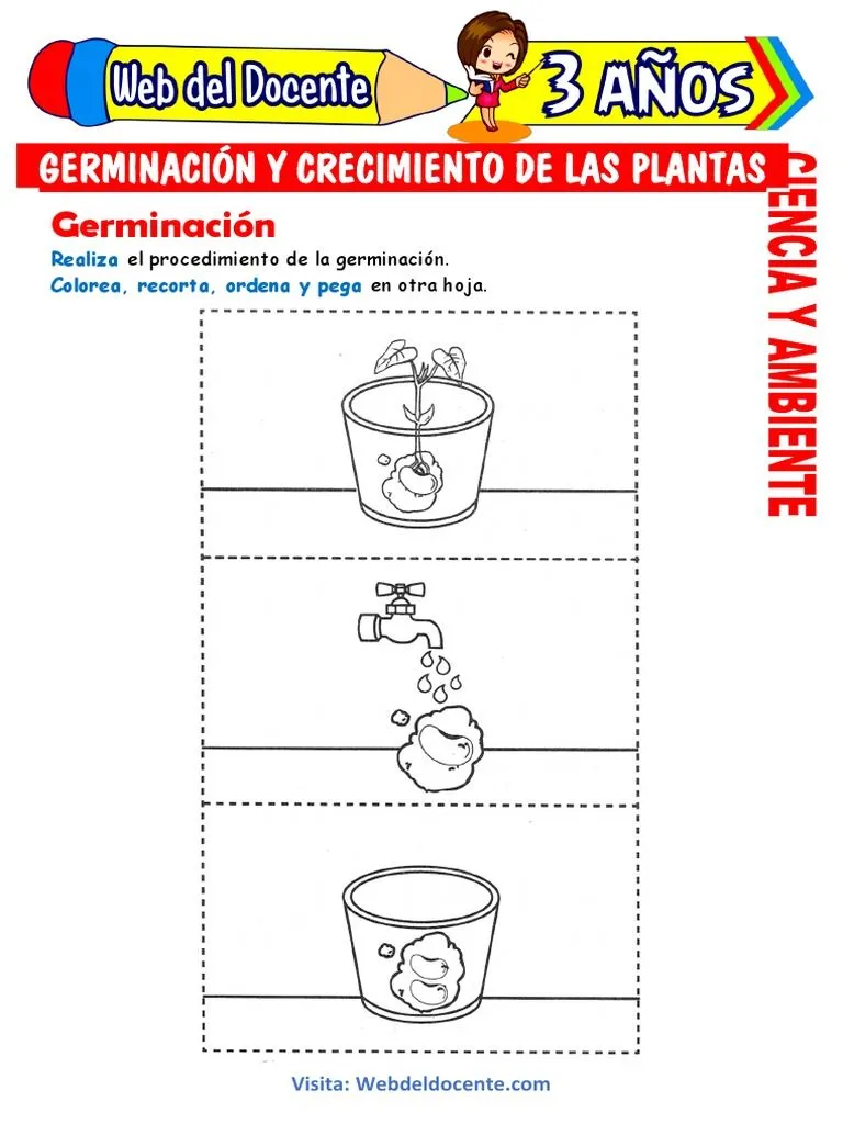 Germinación y Crecimiento de Las Plantas para Niños de 3 Años | PDF