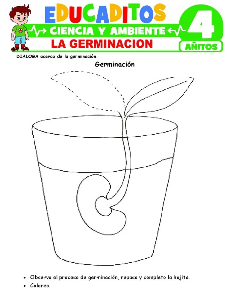 La Germinacion para Ninos de 4 Anos | PDF