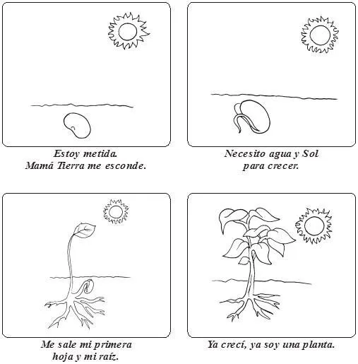 GERMINACION DE una planta para colorear - Imagui | Plantas | Pinterest