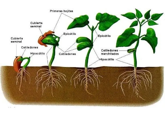 Germinación de la planta para colorear - Imagui