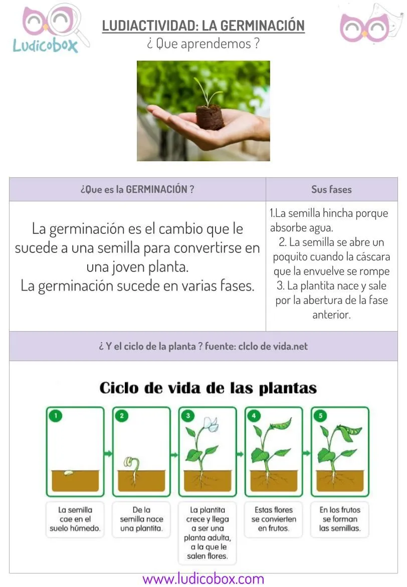 Germinación de las plantas: ¿como explicar a niños este proceso? - Ludicobox