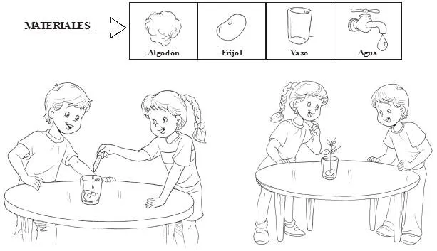 Germinacion de las plantas para niños - Imagui