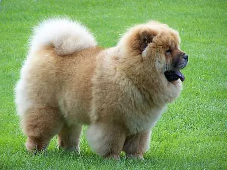 Cuanto es el tiempo de gestación del perro de raza chow chow