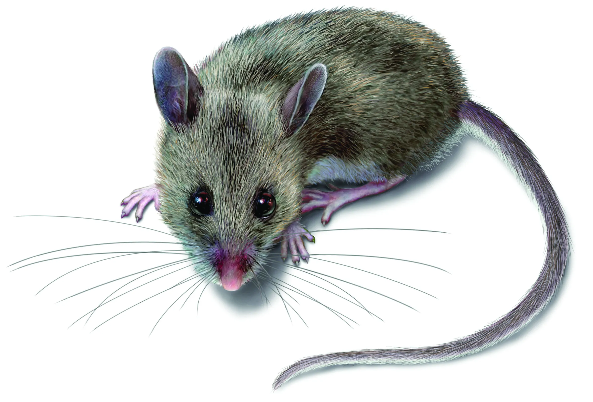 Get Rid of Deer Mice - Deer Mouse Control & Identification - Orkin.