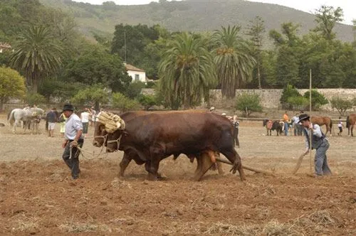 GEVIC << Gran Enciclopedia Virtual Islas Canarias