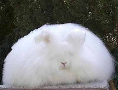 giant angora angora gigante