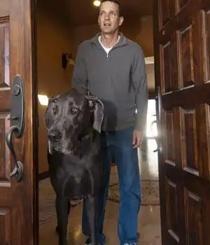 Giant George», el perro más grande del mundo ...