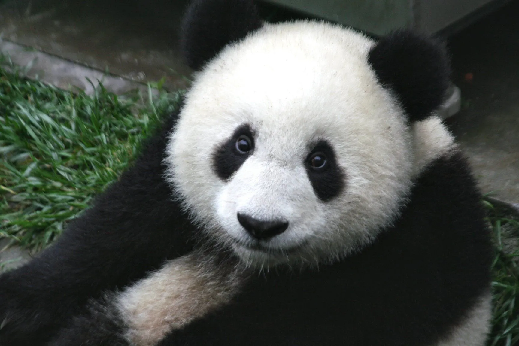 Giant panda - Wikipedia, the free encyclopedia