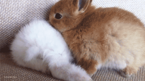 gif awww animals cute adorable fluffy bunny rabbit rising-