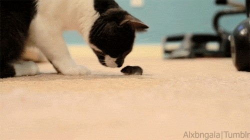 gif cat cat gif alx gifs mouse mouse gif alxbngala