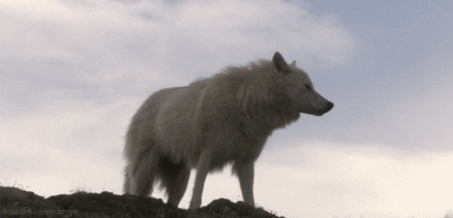 GIF LOBO UIVANDO funny gifs, reaction gifs >> gifsmile.com