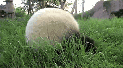 ... gif, panda oso, gif animados de pandas, oso panda, chistes con pandas