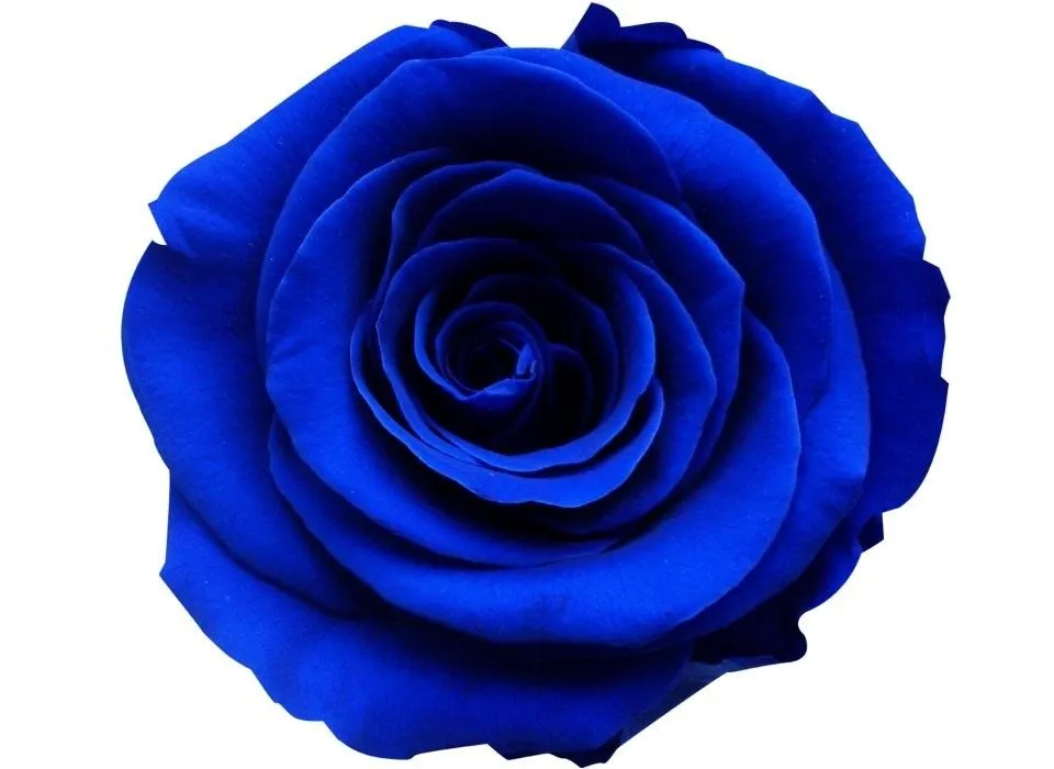 Gif Rosas Azules