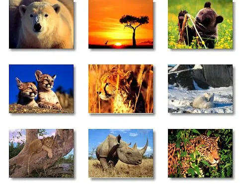 Gifs animados de animales salvajes - Imagui