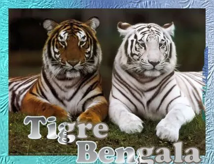 tigre bengala 8a - El Mundo de Dauphin de ZOE - Gabitos