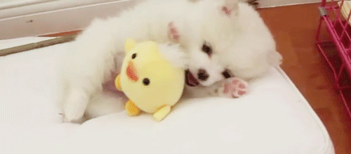 Gifs de Animales Tiernos [Parte 1] - Taringa!