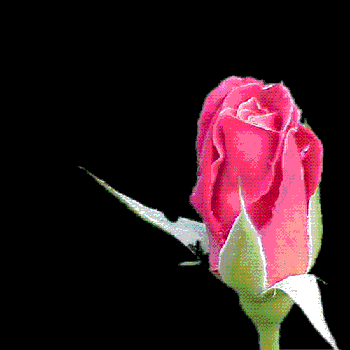 Gifs y Fondos PazenlaTormenta: GIFS DE FLORES