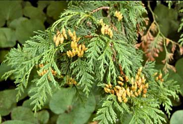 Tuya gigante, Árbol de la vida, Cedro gigante - Thuja plicata