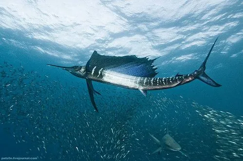 gigantesca migración atacada por cielo, mar y tie - Taringa!