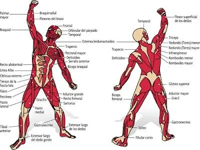 Gimnasio Profesional Blog: Principales músculos del cuerpo humano