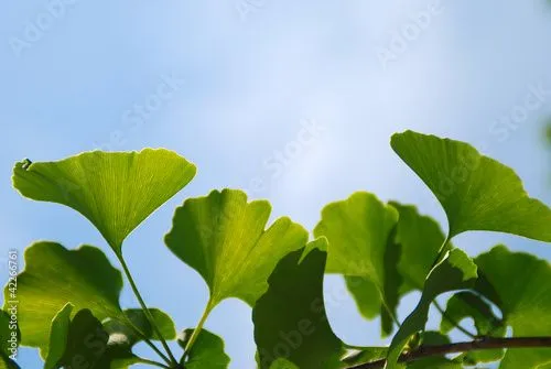 GINKGO BILOBA, TARJETA PARA INSERTAR TEXTO" Fotos de archivo e ...