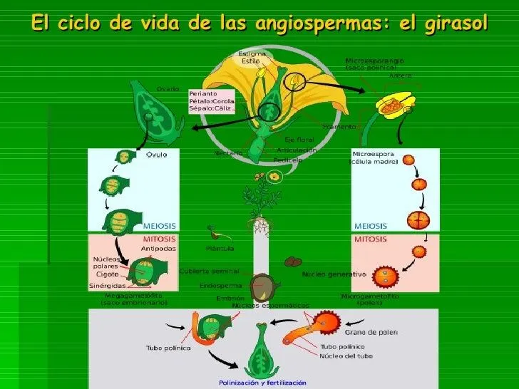 El Girasol Barbara Abella