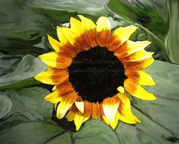 El Girasol Photograph by Carolina Van Leeuwen - El Girasol Fine ...