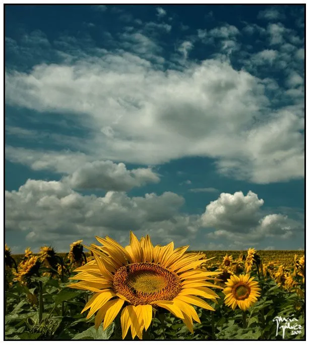 Girasoles