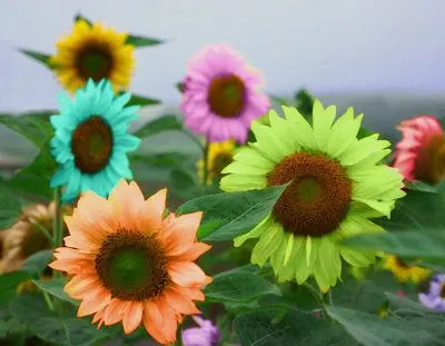 GIRASOLES DE COLORES