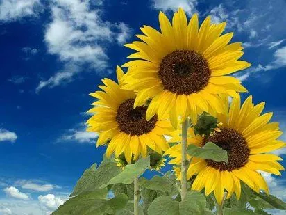 Girasoles | Cuidar de tus plantas es facilisimo.com