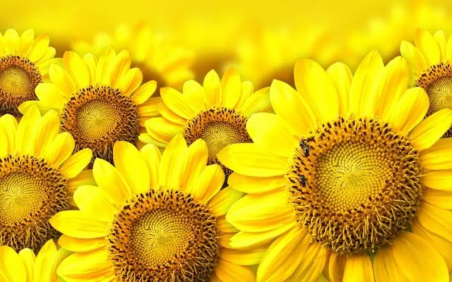 Girasoles Amarillos - Fondos de Pantalla HD - Wallpapers HD