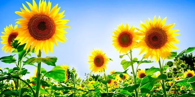 Por qué los girasoles giran mirando al Sol? | Supercurioso