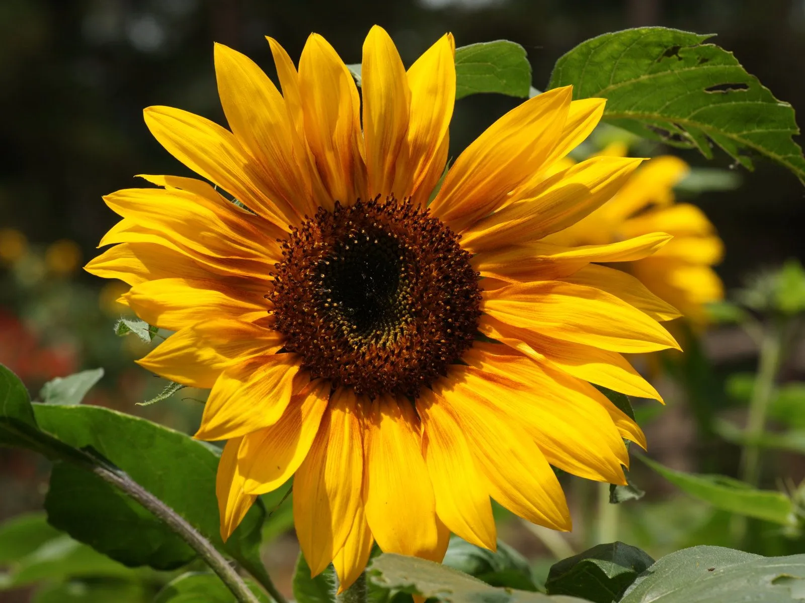 Wallpaper de Girasoles Sunflower HD ~ Imagenes Espectaculares