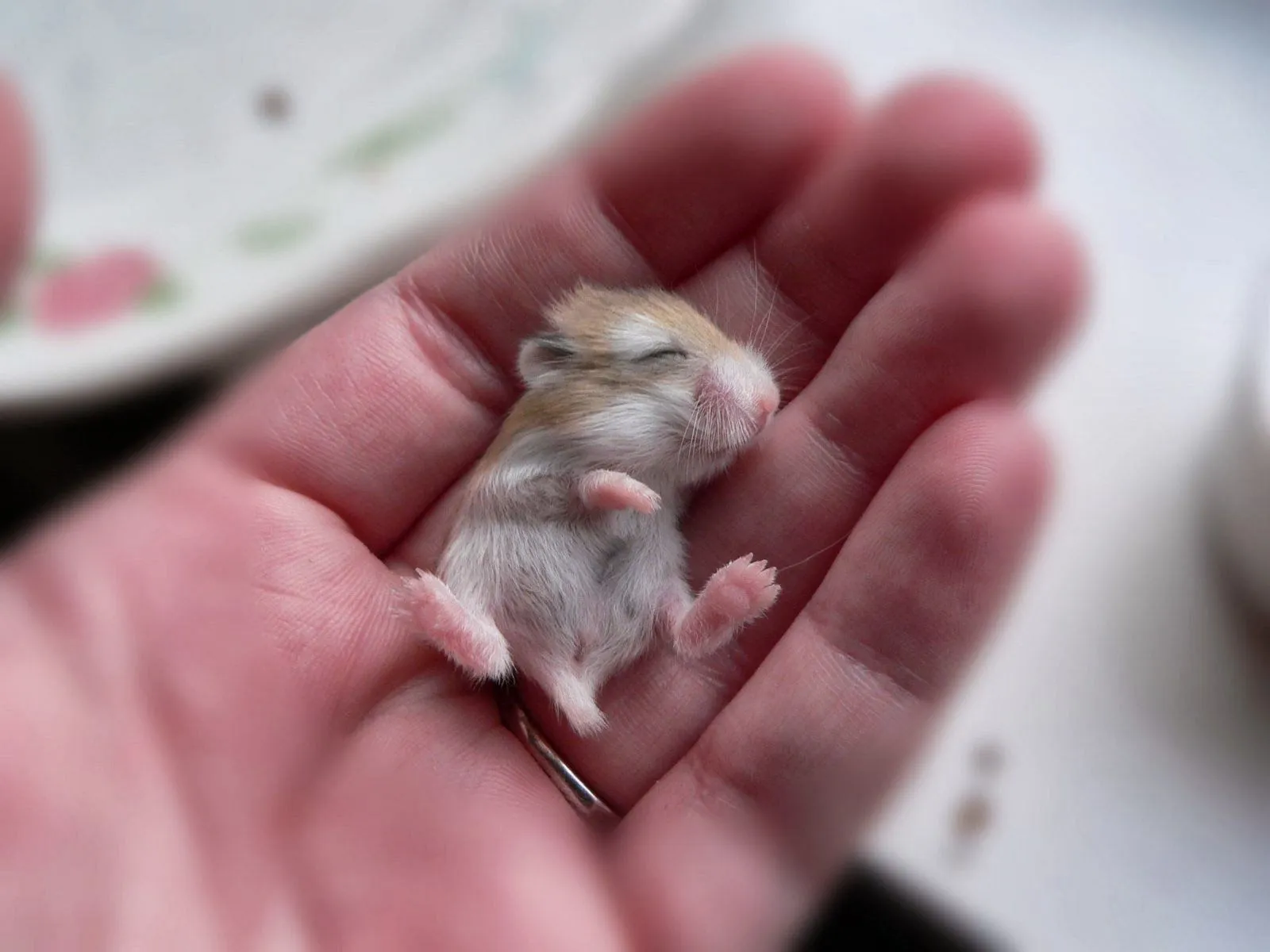 Girly Dream: Fotos de tiernos hamsters