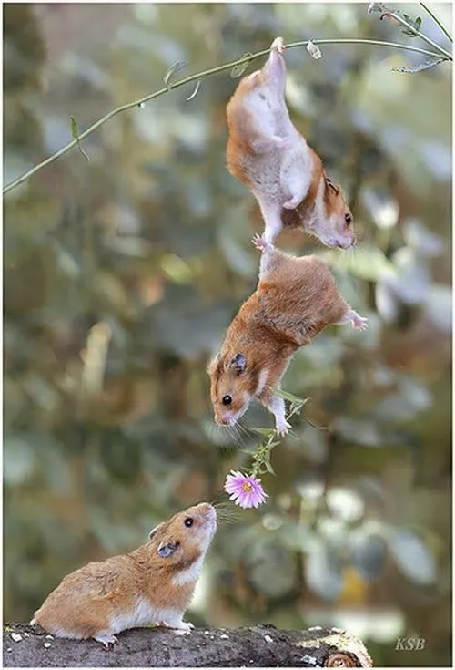 Girly Dream: Fotos de tiernos hamsters