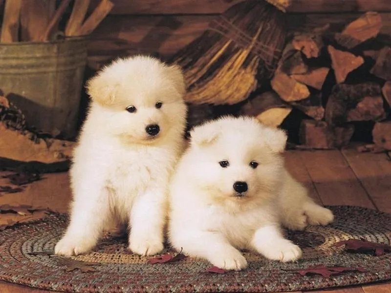 Girly World ❤: Top 10: Cachorros fofos