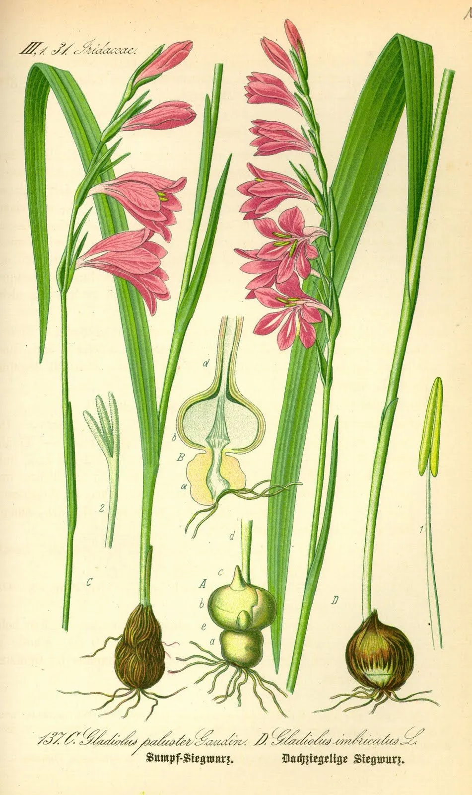 Gladiolus byzantinus , Gladiolo : El Mundo y sus Plantas